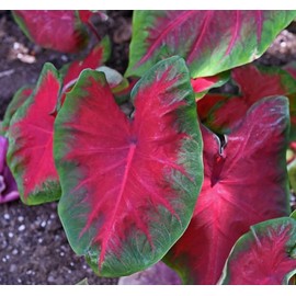 Votaniki Caladium Buck Bulbs for Planting - Elegance for Shady Gardens | Caladium 'Buck' Fancy Leaf, Large Bulbs - Easy to Grow (4 Pack)