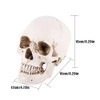 Tiiyee Human Skull Model, Life Size Human Head White Resin