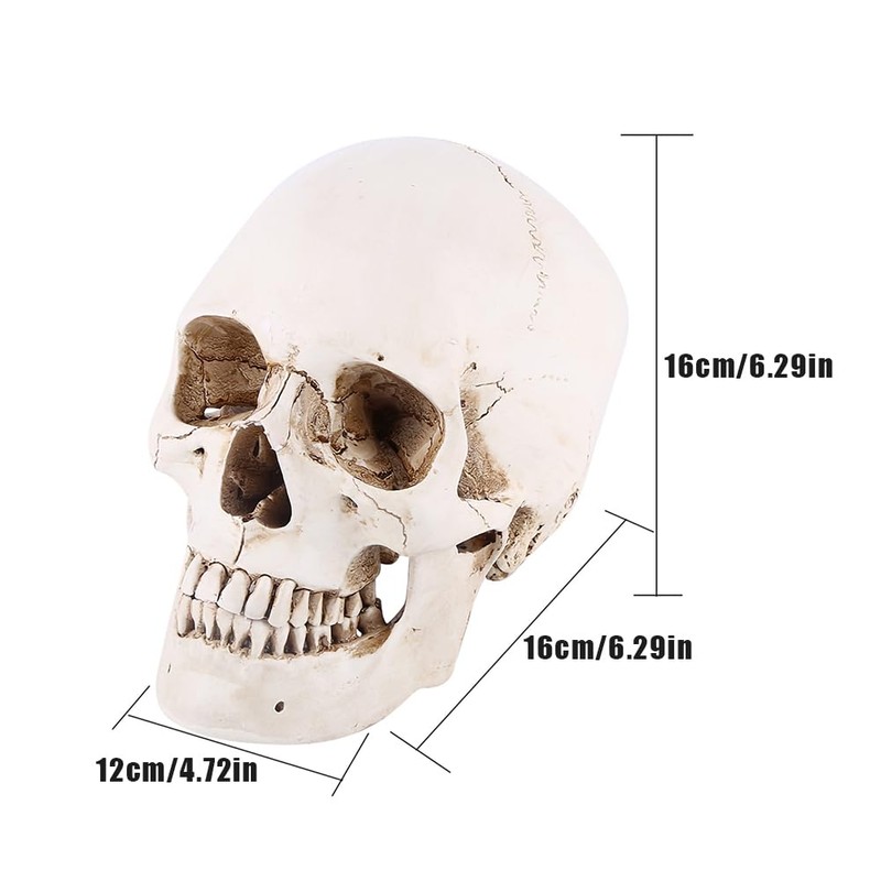 Tiiyee Human Skull Model, Life Size Human Head White Resin