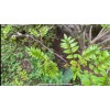 Tree Sansho (Japanese Pepper Tree /Zanthoxylum piperitum ) 6 Fresh