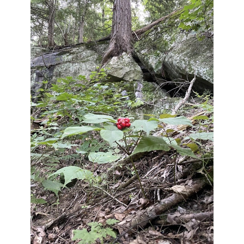 Wild American Ginseng Leaf Extract 1Fl Oz Dropper Bottle