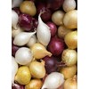 Kejora Fresh Boiler Onion Mix Color (White, Gold and Red)