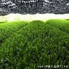 JAPAN ITOHKYUEMON Uji Matcha Ichibancha Powder Uji Midori/Seijunomori/Tenjo/Ujimidori/Hokyu- 0.044lb（20g） (Grade1：Ujimidori20)