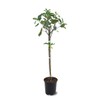 American Plant Exchange Live Gala Apple Tree, Fruit-Bearing Plant Pot