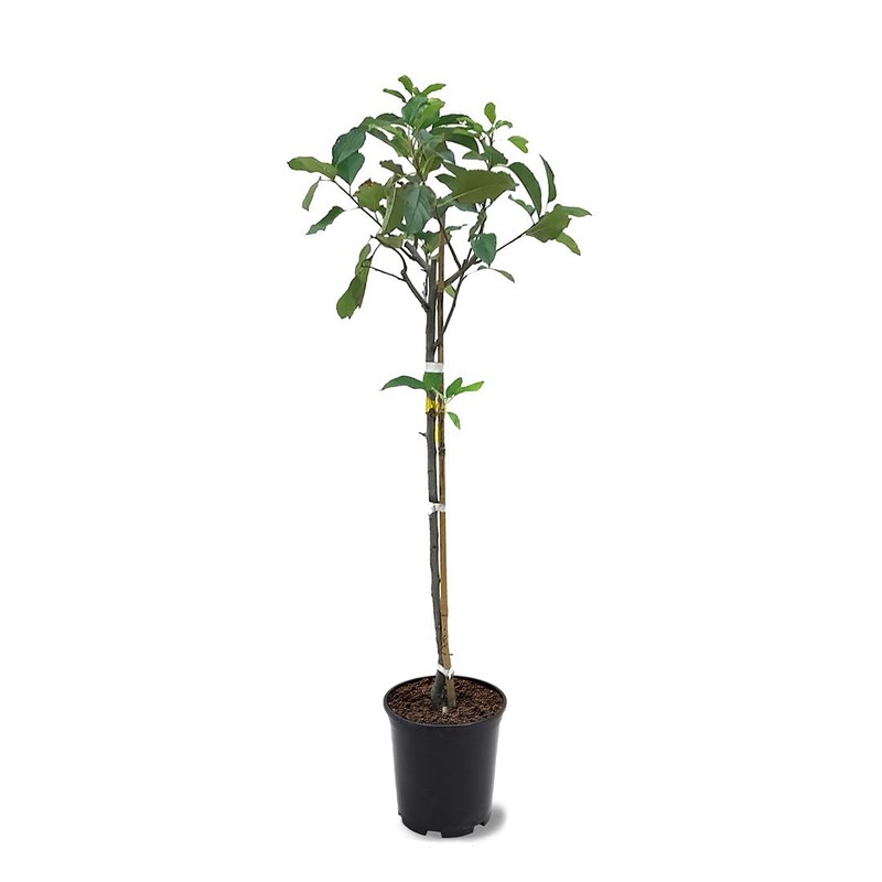 American Plant Exchange Live Gala Apple Tree, Fruit-Bearing Plant Pot