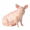 John Beswick Pig Sitting, Earthenware, Pink, 14 x 8 x