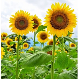 Bulk Mammoth Sunflower Seeds for Planting - Heirloom Non-GMO Mammoth Grey Stripe Sunflowers - Plant & Grow Sunflowers in Home Outdoor Garden, Great Gardening Gift -1 Ounce Approx 300 Seeds