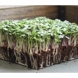 Axel's Garden Seeds Basic Salad Mix MICROGREEN Seeds | Heirloom | Non-GMO | Seeds for Sprouting - 100 Seeds