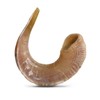 Original Ram Horn Shofar Natural Colors (17,3¨-19,6")