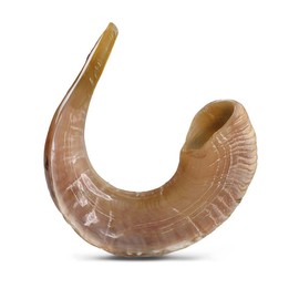 Original Ram Horn Shofar Natural Colors (17,3¨-19,6")