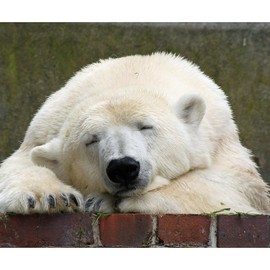 CafePress Polar Bear 003 Sherpa Fleece Throw Blanket 60" L x 50" W