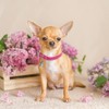 ChengFu XXS Dog Collar Teacup Dog Collars, Orange Dogs Collars,