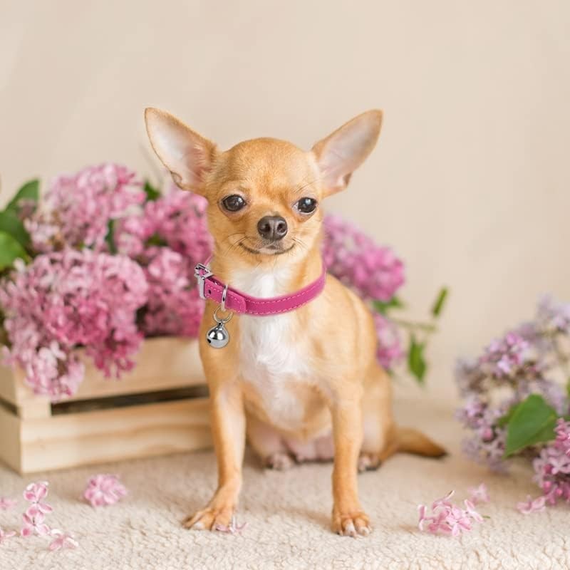 ChengFu XXS Dog Collar Teacup Dog Collars, Orange Dogs Collars,
