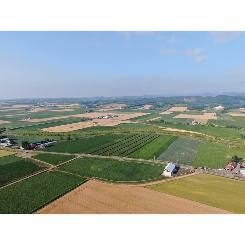 Hokkaido Tokachi, Black Soybeans (Iwakuro), Non-GMO, Eco Farmer Certified, 15.9