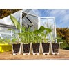 BUSTASEED Tip Out Propagation Kit - Sustainable, Reusable and Extra