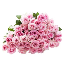 Kabloom PRIME OVERNIGHT DELIVERY - WEDDING COLLECTION 100 Pink Roses (Long Stem - 60cm / 24 in) - Wholesale Fresh Flowers I Gift for Birthday, Anniversary, Thank You, Mother’s Day Fresh Flowers.