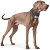 HUNTER Nancy Dog Scarf Grey One Size