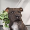 Vivid Arts - Staffordshire Terrier Brown - XRL-STF2-D