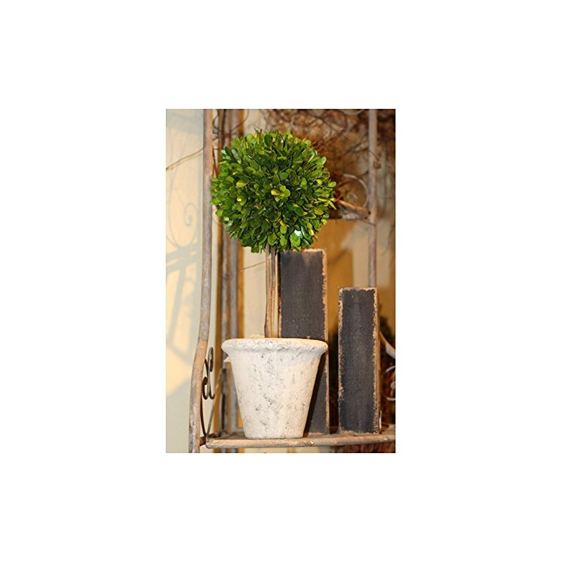 Mills Floral Company Box Topiary, Single, Large, 6" x 16"