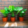 Odd Frond Monstera Deliciosa Tropical Split Leaf Plant in 6