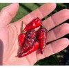 Naga Black Twister Pepper Premium Seeds for Planting Packet