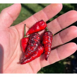 Naga Black Twister Pepper Premium Seeds for Planting Packet