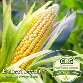 Honest Seed Co. Trucker's Favorite Yellow Corn Seeds | Non-GMO | Fresh Garden Seeds BULK - 30+ Seeds
