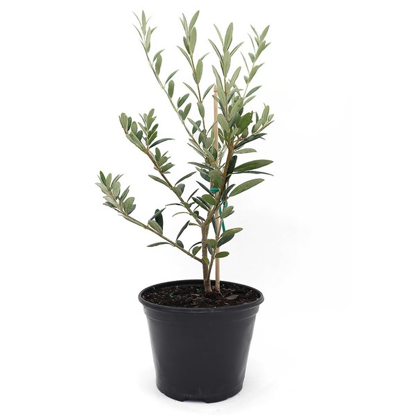 American Plant Exchange Arbequina Olive Tree, 5" Pot, 1.5ft Tal, Elegant, Live Fruiting Houseplant for Home & Garden, Self-Pollinating