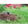 Epic Professional Mole Scram Repellent 10lb Bag