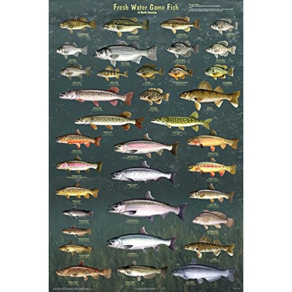 Picture Peddler Fresh Water Game Fish of North America Laminated Educational Reference Chart Print Poster 24x36