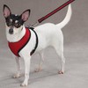 Casual Canine Mesh Dog Harness, Small, Red