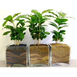 Coffee Tree Arabica Seeds Perennial Indoor Balcony Ornamental Flowers for Planting Outdoor Non GMO 3 Seeds