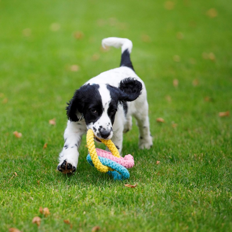 Petface (Little Petface) Rope Hearts Puppy Dog Toy