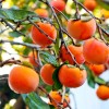 Fuyu (4) Japanese Fuyu Persimmon Scions/Cuttings 6-8 In Long For