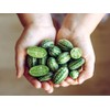 Thumb Watermelon Seed Pack 60 pcs - Climbing Perennial Heirloom