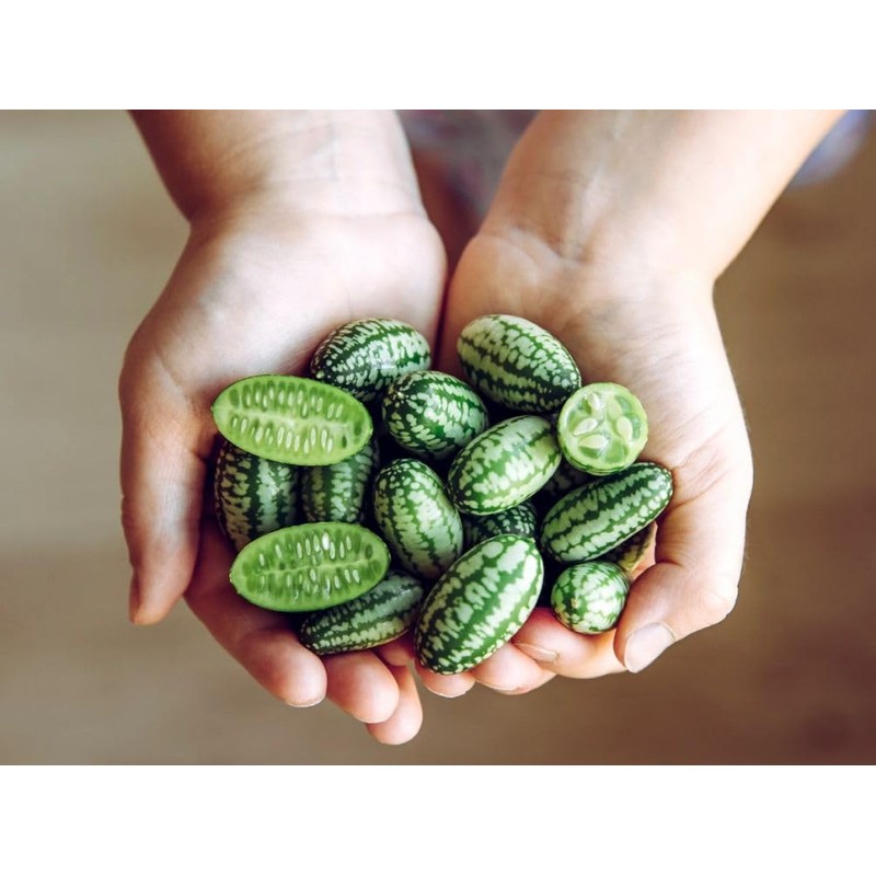 Thumb Watermelon Seed Pack 60 pcs - Climbing Perennial Heirloom