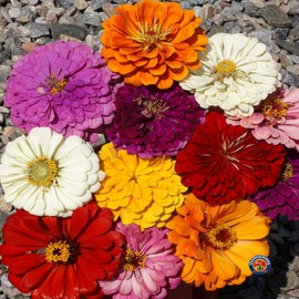 1oz Zinnia California Giants Mix Flower Seeds Zinnia Elegans (Aprx 4200 Seeds)