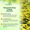 Outsidepride Yellow Marguerite Daisy Seeds - 10000 Pcs. Perennial Drought-Tolerant