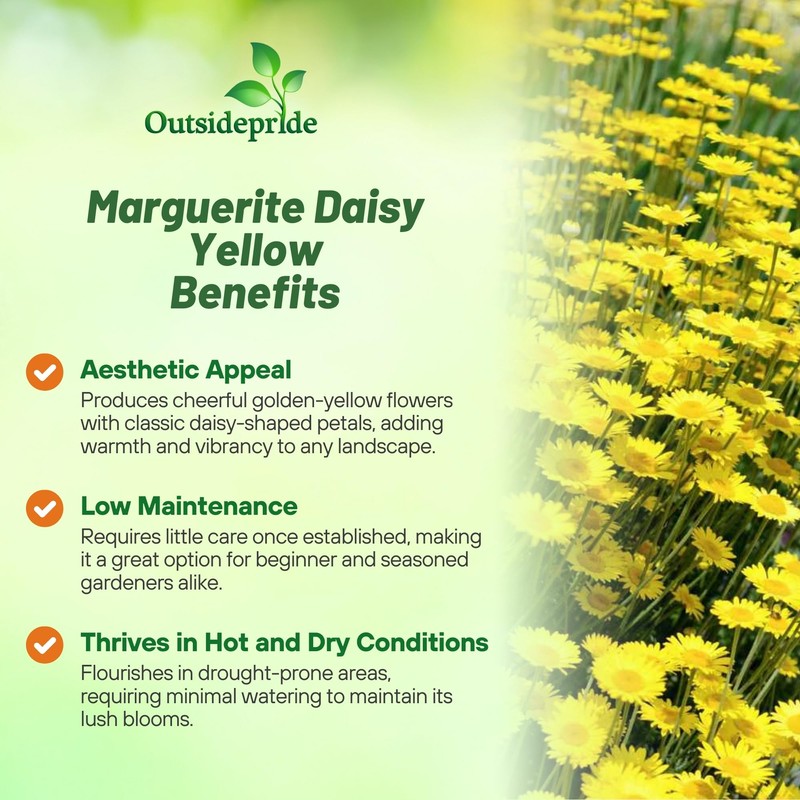 Outsidepride Yellow Marguerite Daisy Seeds - 10000 Pcs. Perennial Drought-Tolerant