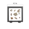 DEALSGOGO 2pcs Seashell holder, 3D Floating Seashell Display Box, Transparent