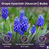 Grape Hyacinth Bulbs - 15 Muscari Armeniacum Bulbs for Planting