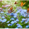 Anchusa capensis (Cape Forget-Me-Not) Flower Seeds, Highly Attractive to Pollinators,