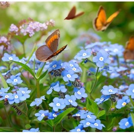 Anchusa capensis (Cape Forget-Me-Not) Flower Seeds, Highly Attractive to Pollinators, Seeds by MySeeds.Co, You Choose The Amount (Trial Packet Size)