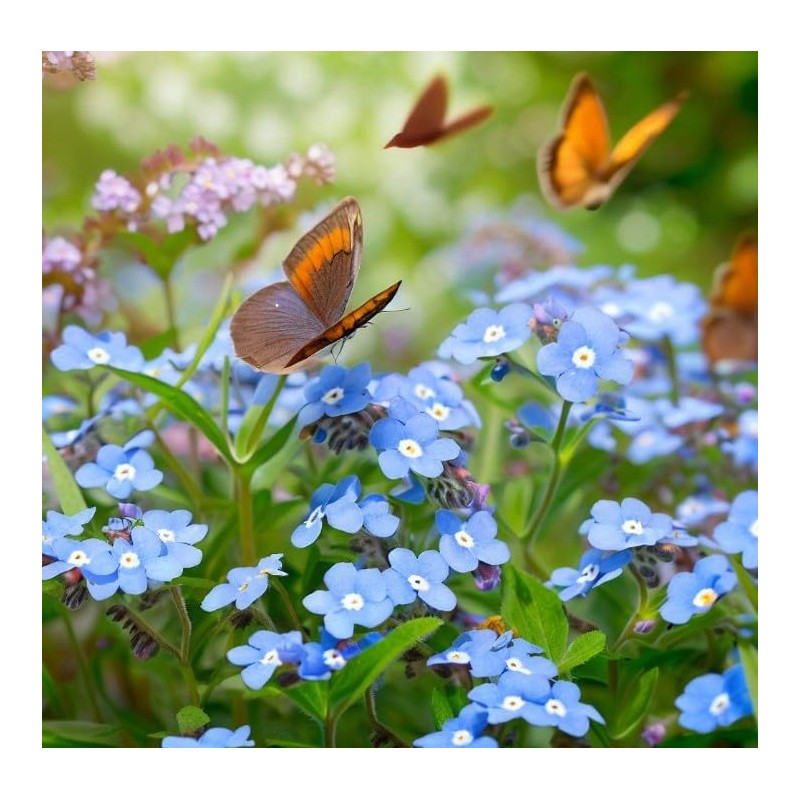 Anchusa capensis (Cape Forget-Me-Not) Flower Seeds, Highly Attractive to Pollinators,