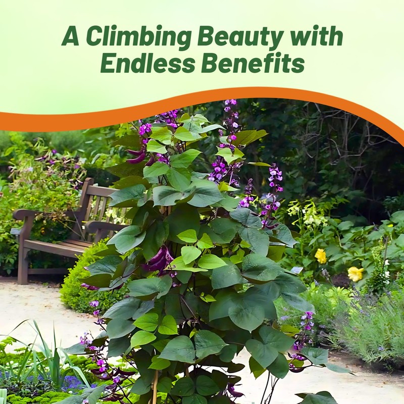 Outsidepride Green Lablab Hyacinth Bean Vine Seeds - 100 Pcs