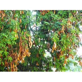 TomorrowSeeds - Tamarind Tree Seeds - 5+ Count - for 2025 Planting Tamarindus Indica Tamarindo Indian Date Imli Assam Asam Java Sweet Sour Pulp Tropical Fruit Trees Perennial Grow Your Own Home Farm