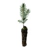 The Jonsteen Company Blue Spruce | Small Tree Seedling |