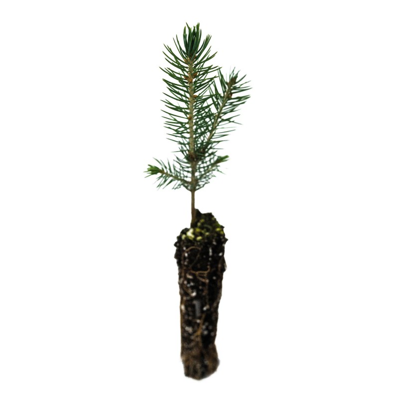 The Jonsteen Company Blue Spruce | Small Tree Seedling |