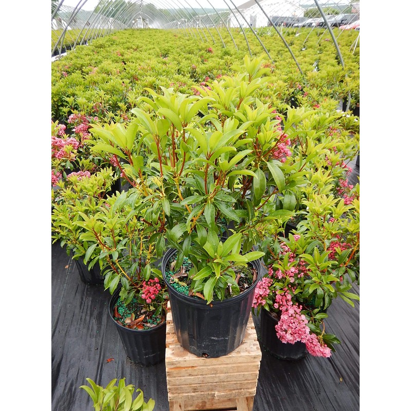 Kalmia lat. 'Sarah' (Mountain Laurel) Evergreen, pinkish-red flowers, #3 -