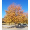 Willow Oak Tree | 10 Live Plants | Quercus Phellos